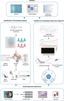 Analysis of Autophagy-Related Signatures Identified Two Distinct Subtypes for Evaluating the Tumor Immune Microenvironment and Predicting Prognosis in Ovarian Cancer